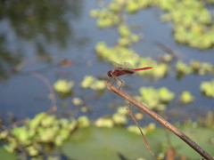 Urothemis signata yiei
