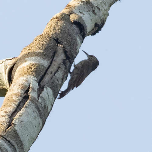 Guianan Woodcreeper (Lepidocolaptes albolineatus), photo 5