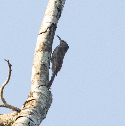 Guianan Woodcreeper (Lepidocolaptes albolineatus), photo 2