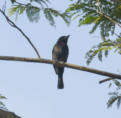 Pink-throated Becard (Pachyramphus minor)