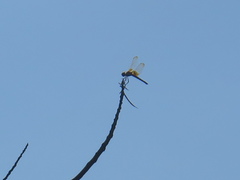 Urothemis signata yiei