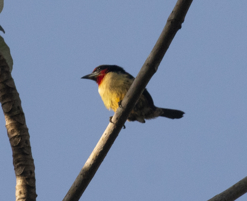 Black-spotted Barbet (Capito niger), photo 8