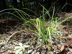 Carex globosa