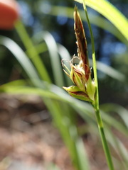 Carex globosa