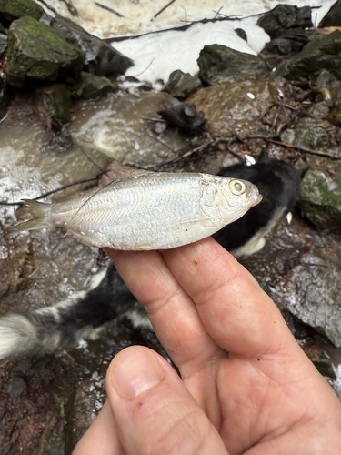 Threadfin shad (Dorosoma petenense) — Clupeidae — 5