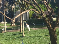 Jabiru mycteria