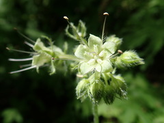 Hydrophyllum tenuipes