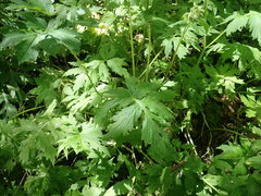 Hydrophyllum tenuipes