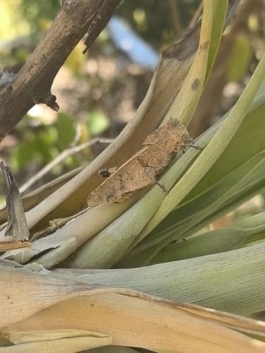 Tillandsia makoyana, photograph 4
