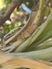 Tillandsia makoyana, photograph author not stated, no rights reserved
