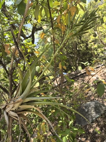 Tillandsia makoyana, photograph 5