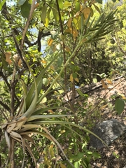 Tillandsia makoyana, photograph author not stated, no rights reserved