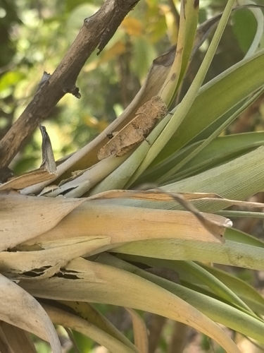 Tillandsia makoyana, photograph 6