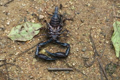 Heterometrus laevigatus