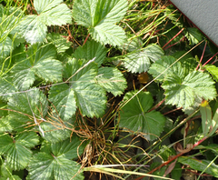 Rubus arcticus