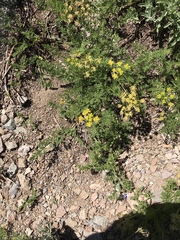 Lomatium dissectum