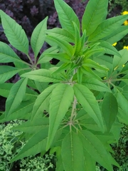 Vitex agnus-castus