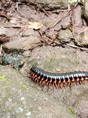Rudiloria kleinpeteri