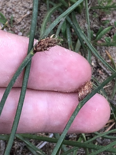 rocky mountain bulrush (Schoenoplectiella saximontana)