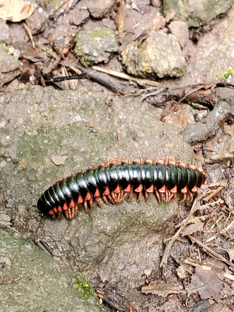 Rudiloria kleinpeteri