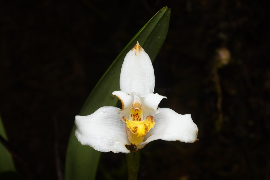 Maxillaria colombiana