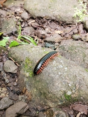 Rudiloria kleinpeteri