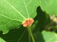 Eriophyes diversipunctatus