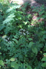 Heracleum chorodanum