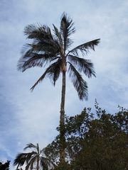 Ceroxylon ceriferum, photograph (c) Ben Costamagna, some rights reserved (CC BY)