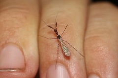 Stenolemoides arizonensis