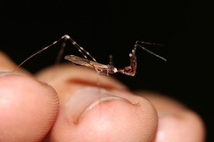 Stenolemoides arizonensis