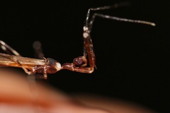 Stenolemoides arizonensis