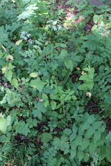 Heracleum chorodanum