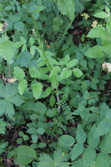 Heracleum chorodanum