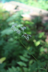 Heracleum chorodanum