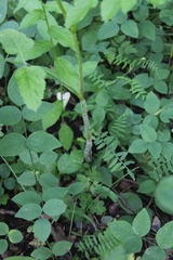 Heracleum chorodanum