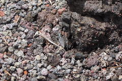 Cicindela sachalinensis