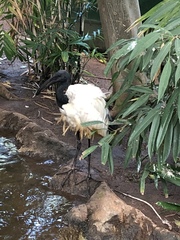 Threskiornis