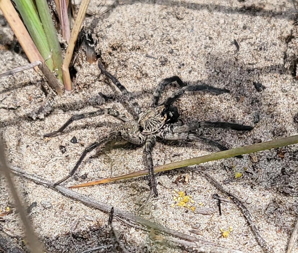Sosippus texanus