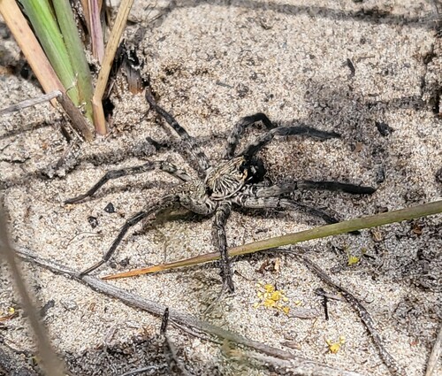 Sosippus texanus