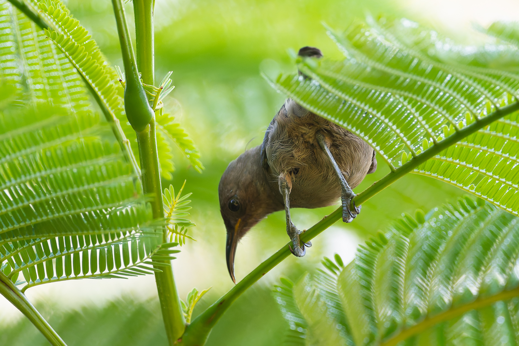 Dusky Myzomela (Myzomela obscura), photo 7