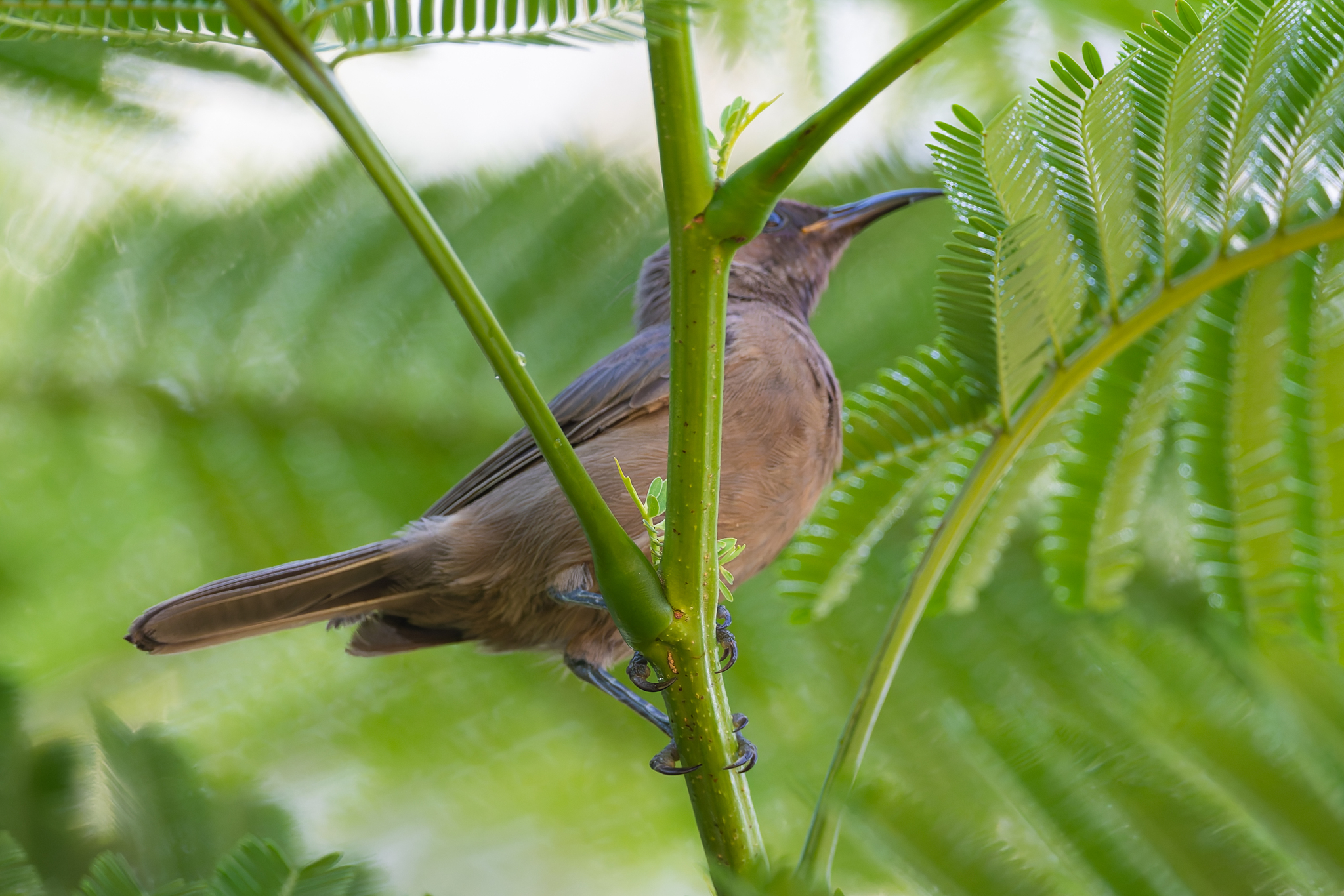 Dusky Myzomela (Myzomela obscura), photo 6