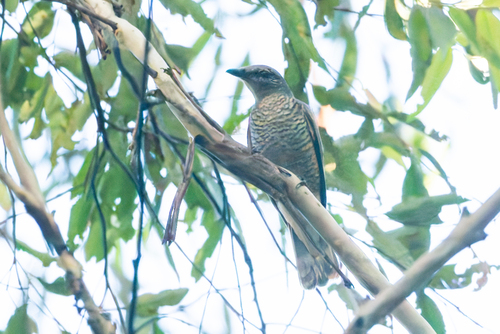 Sahul Cicadabird (Edolisoma tenuirostre), photo 3