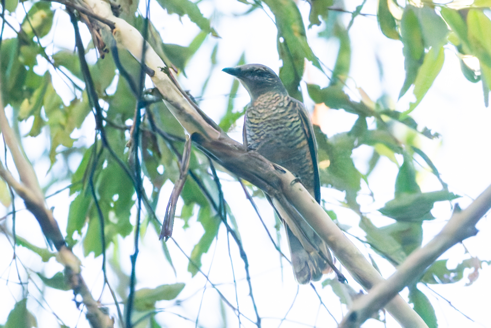 Sahul Cicadabird (Edolisoma tenuirostre), photo 4