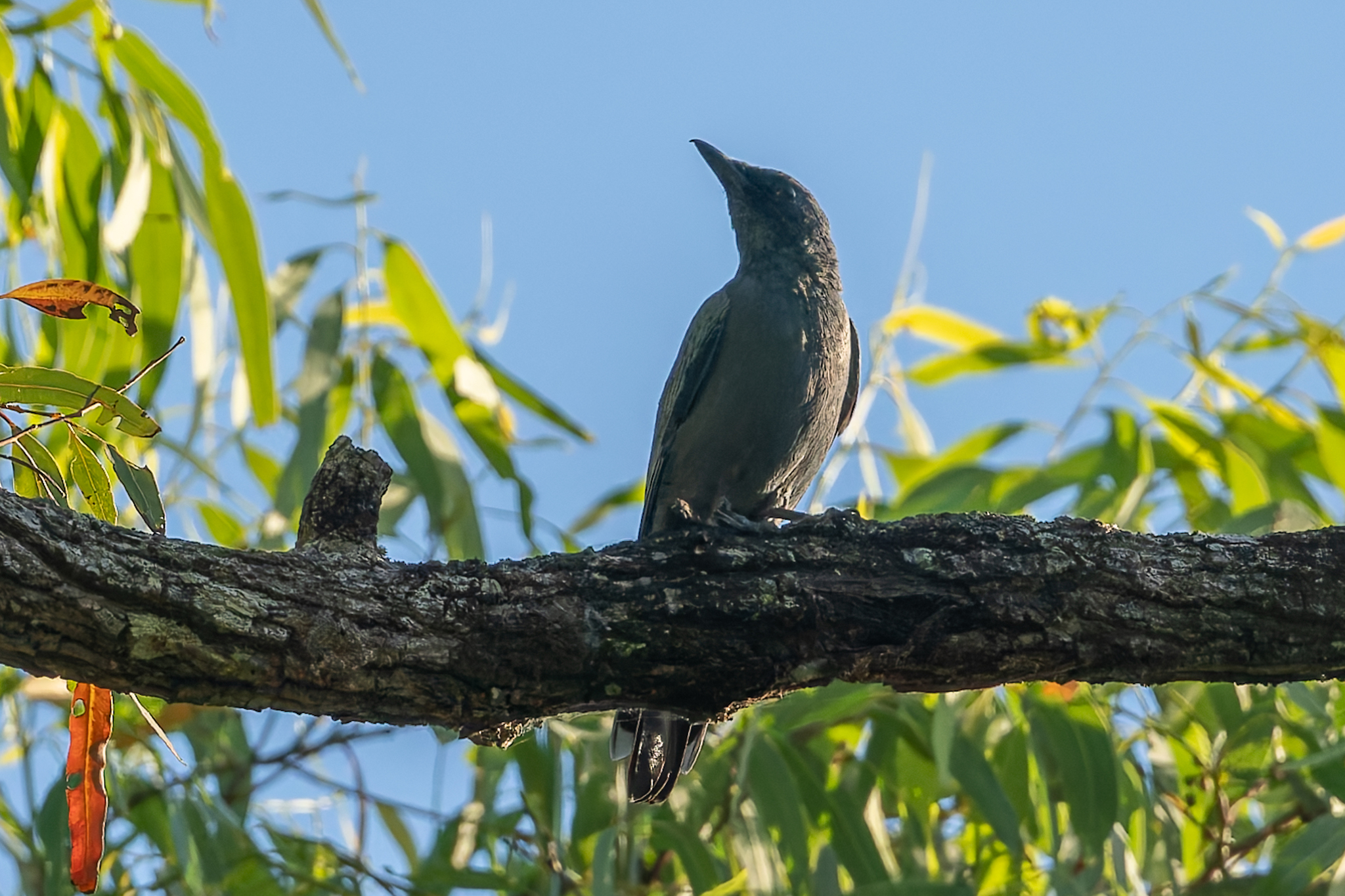 Sahul Cicadabird (Edolisoma tenuirostre), photo 5