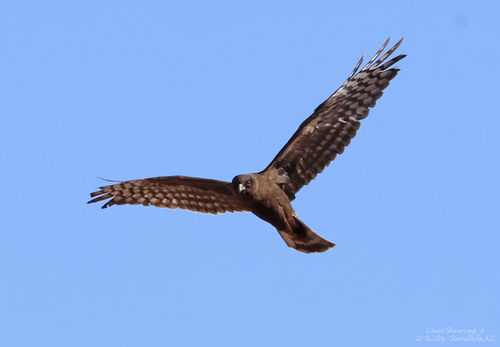 Northern Harrier photographed in Arizona