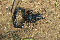 Heterometrus laevigatus