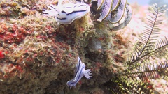 Chromodoris willani