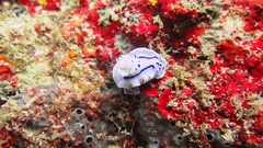 Chromodoris willani