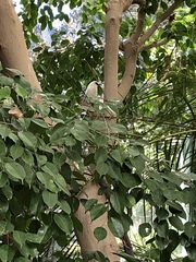 Leucopsar rothschildi